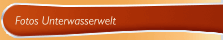 Fotos Unterwasserwelt